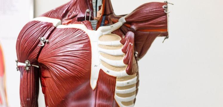 Human body torso model